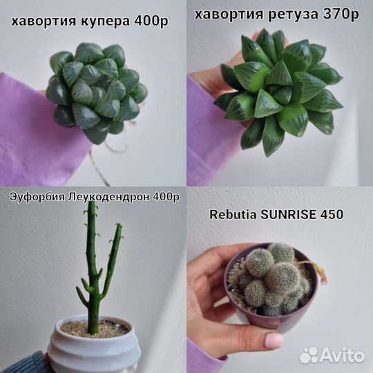 Хавортии, фикусы, литопс, кактусы, эуфорбия