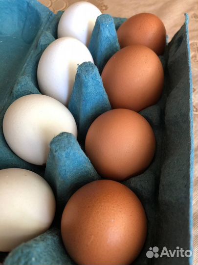 Домашние куриные яйца