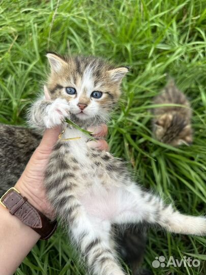 Котята в добрые руки бесплатно