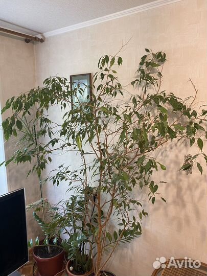 Фикус Бенджамина. Комнатные цветы