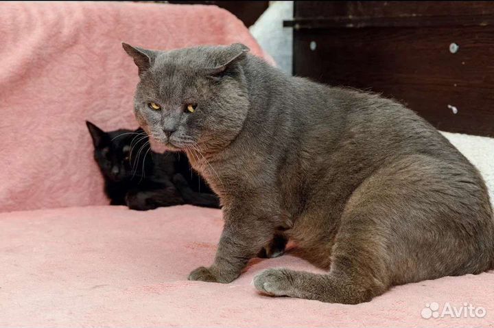 Шотландец,огромный,около 10 кг