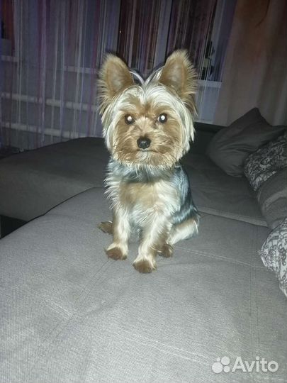 Йоркширский терьер вязка