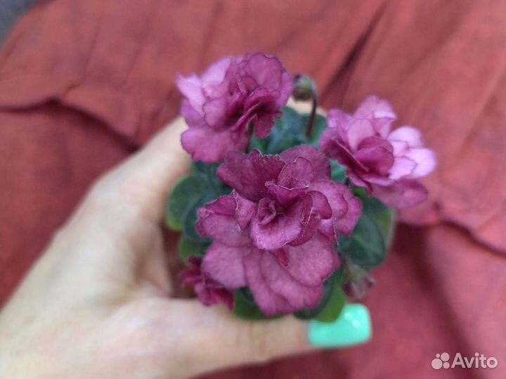 Фиалка Jolly Redneck