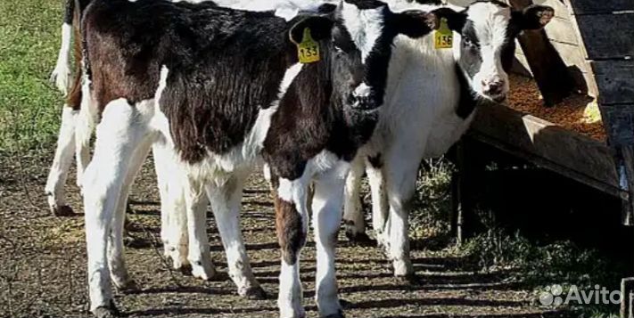 Бычки телята