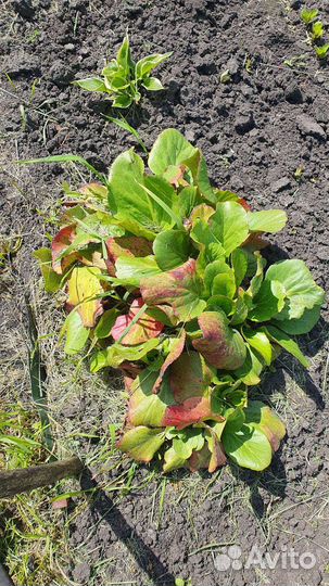 Ромашка примула бадан растения