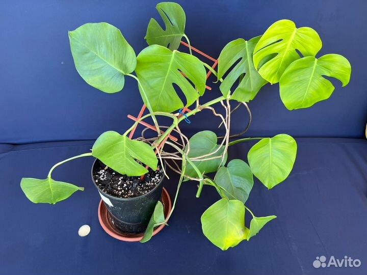 Монстера деликатесная