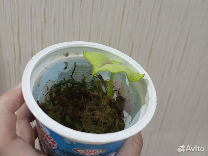 Сингониум Данг тонг рассами appoy и другие