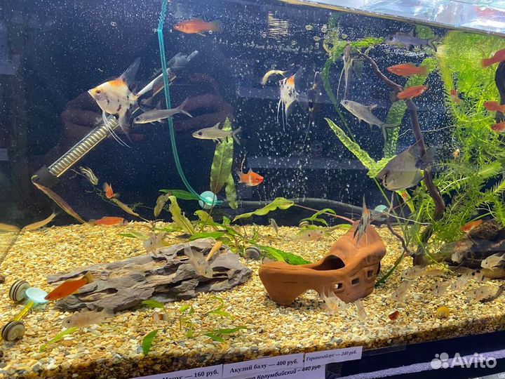 Аквариумные рыбки