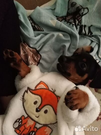 Щенки таксы