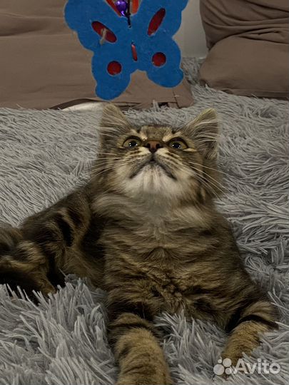 Отдам котенка в добрые руки