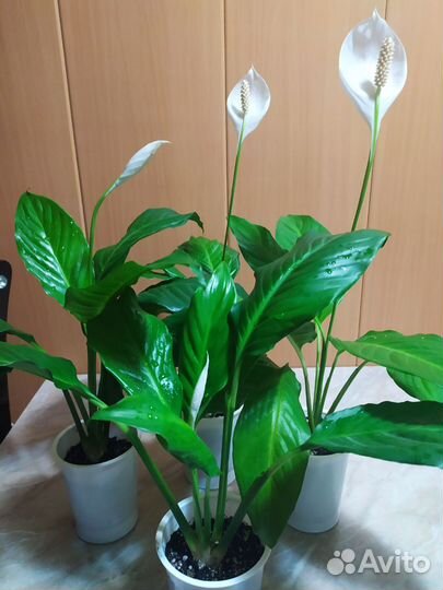 Спатифиллум