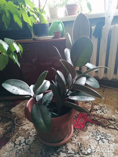 Фикус каучуконосный