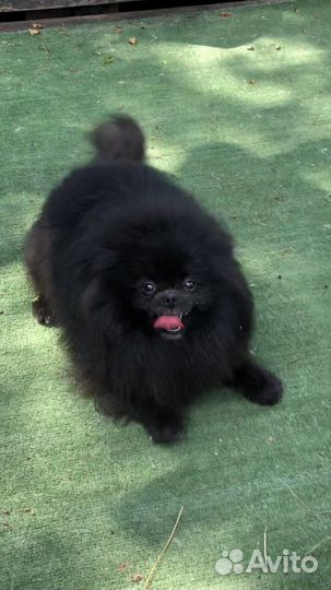 Померанский шпиц