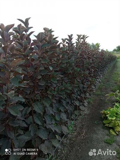 Краснолистная черёмуха шуберта