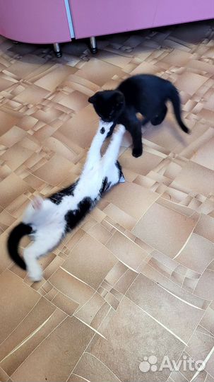 Кошка в дар