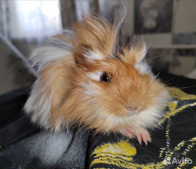 Морская свинка Перуанская