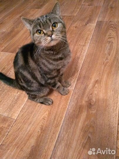 Передержка кошек