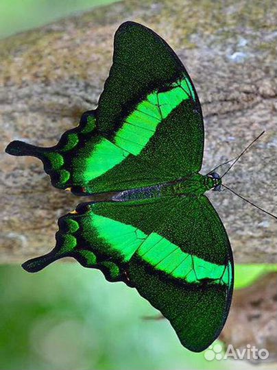 Ферма тропических бабочек