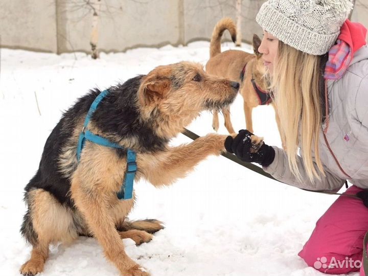 Аким.он ещё щенок. Подготовительная группа