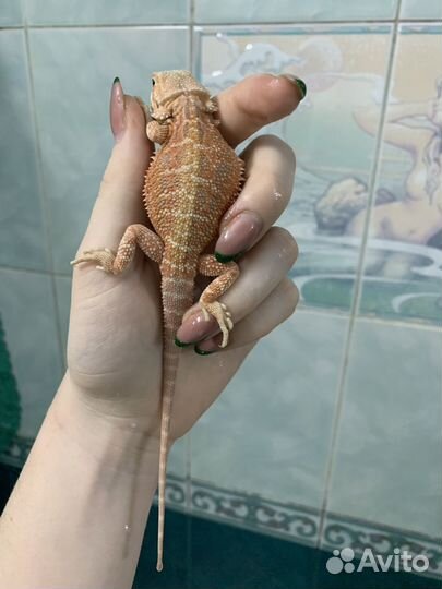 Бородатые анамы (50% рэд)