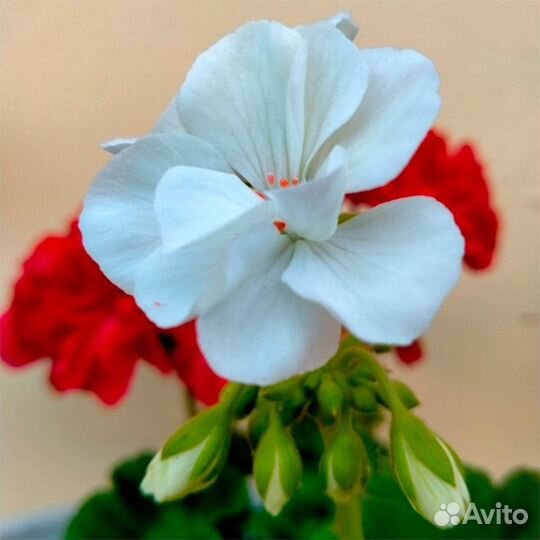 Сортовые пеларгонии