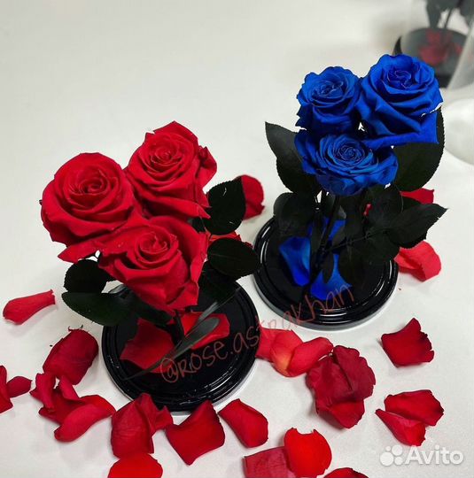 Живая роза в колбе