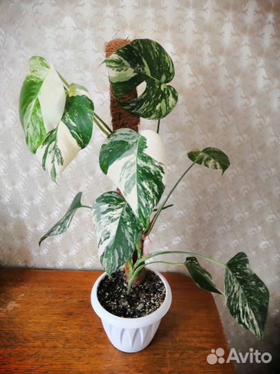 Монстера вариегатная альба