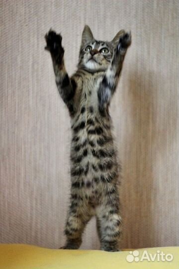 Пятнистые, пушистые, волшебные котята