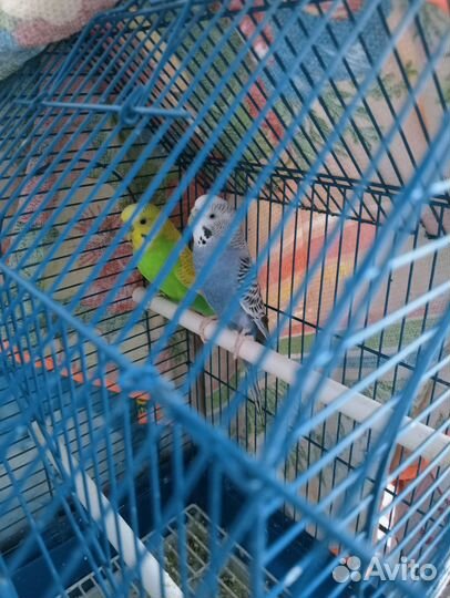 Волнистый попугай