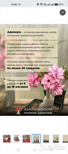 Комнатные цветы Адениум белый