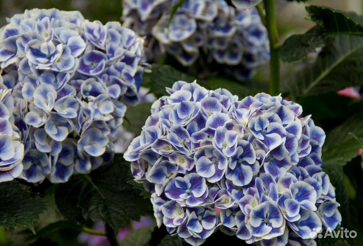 Гортензия крупнолистная Пеперминт