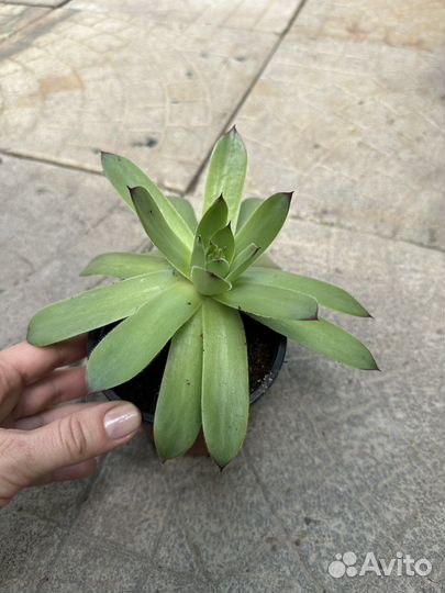 Саккуленты крупные