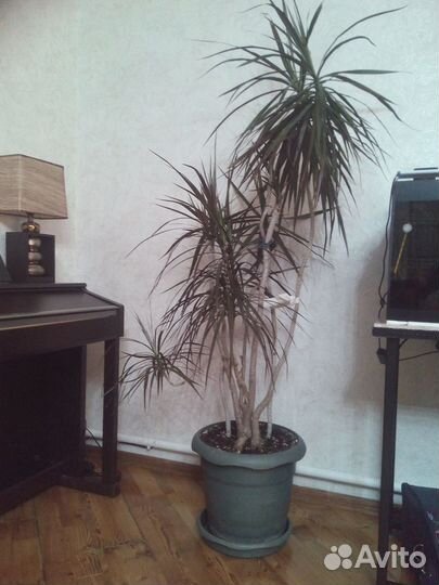 Пальма драцена