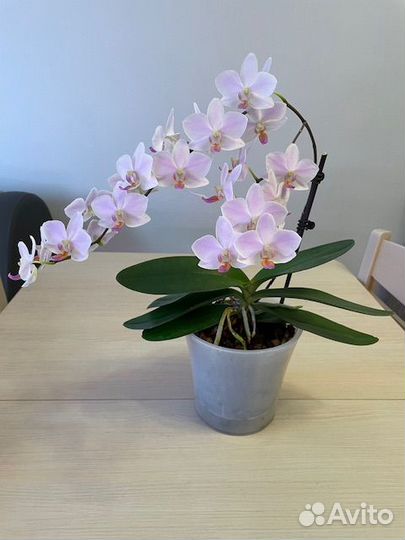 Орхидея фаленопсис Hatuyuki цветущая