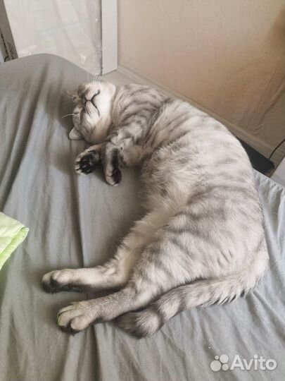 Кот на вязку