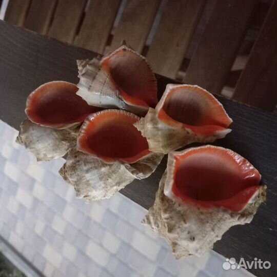 Морские ракушки раковины