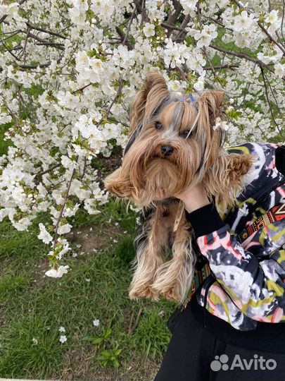 Йоркширский терьер вязка мальчик