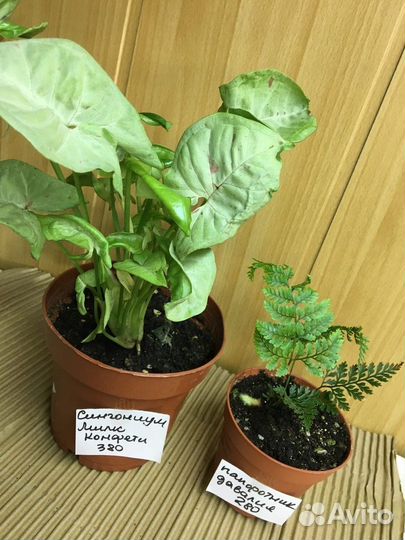 Антуриум мини зизу, лили,аглаонема ред драгон