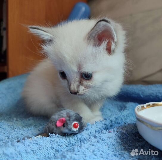 Котята милые какангелы)