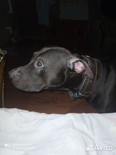 Щенки американского питбуля