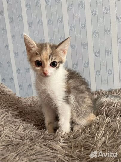 Трехцветные котята в добрые руки