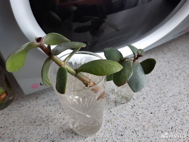 Отростки денежного дерева