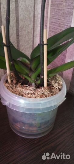 Орхидея фаленопсис