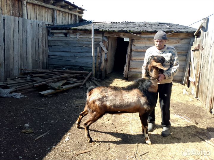 Англо нубийский козел
