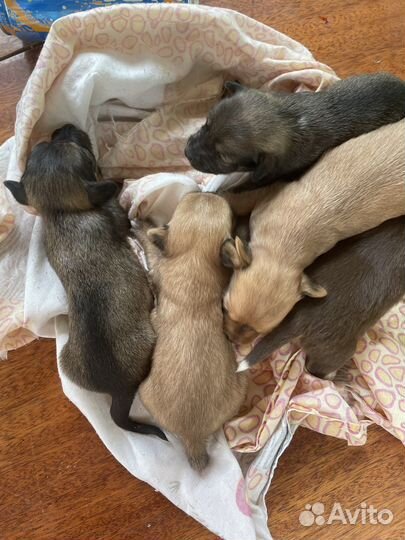 Собака в добрые руки щенок