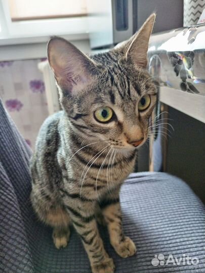 Ищем жениха