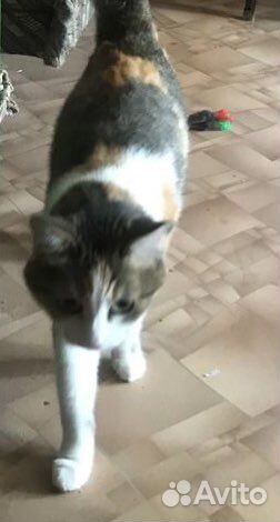 Кошка 5 лет в добрые руки