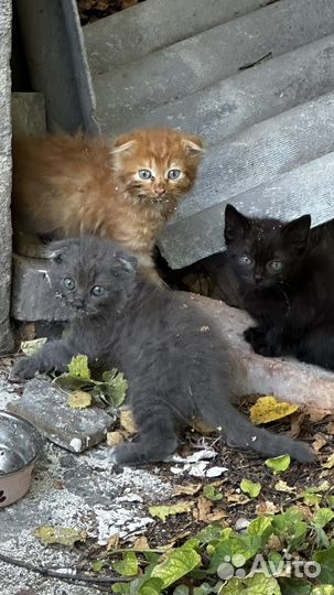 Котики от дымчатой вислоушки