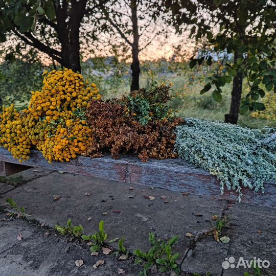 Веник,запарка.Полынь горькая,пижма,зверобой и др