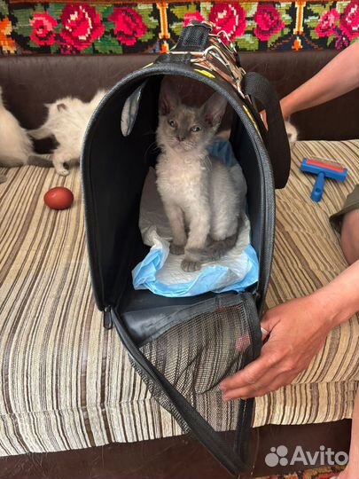 Котик девон рекс